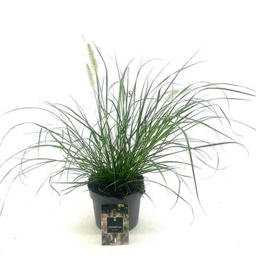 Pennisetum alopecuroides 'Hameln'