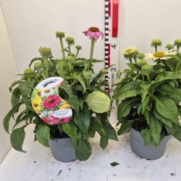 Echinacea purpurea POWWOW MIX