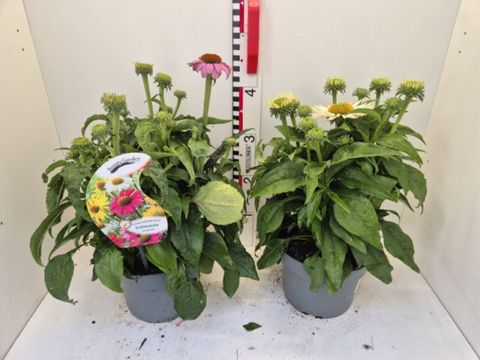 Echinacea purpurea POWWOW MIX