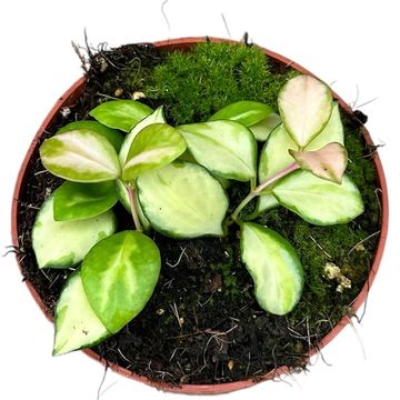 Hoya heuschkeliana 'Variegata'