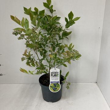 Vaccinium corymbosum 'Goldtraube'