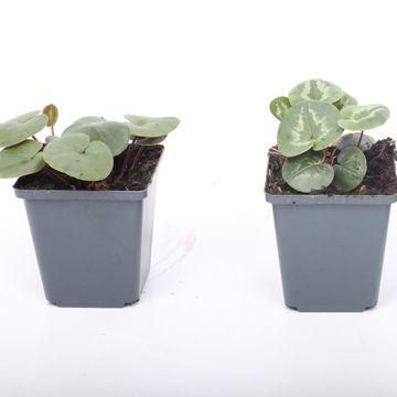 Cyclamen coum MIX