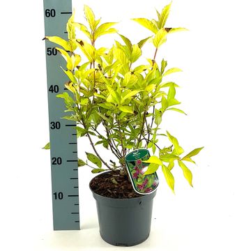 Weigela 'Looymansii Aurea'
