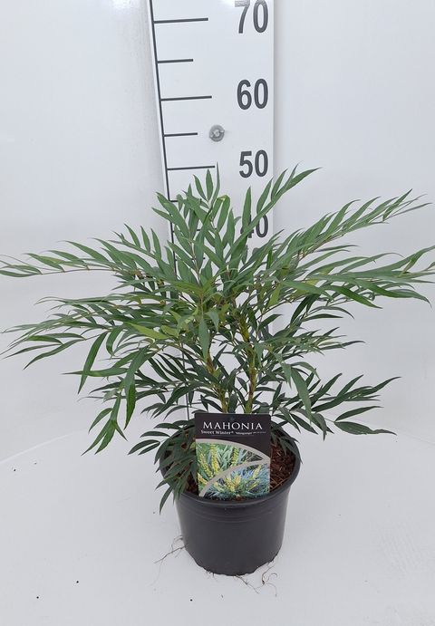 Mahonia eurybracteata SWEET WINTER