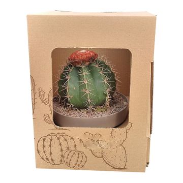 Melocactus salvadorensis
