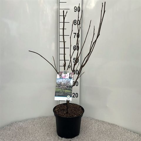 Magnolia x soulangeana