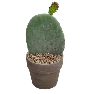 Opuntia ficus-indica