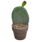 Opuntia ficus-indica