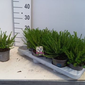 Erica x darleyensis 'White Perfection'