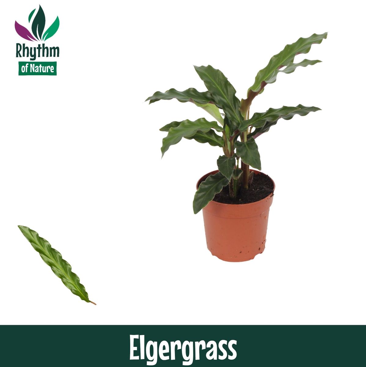Calathea rufibarba 'Elgergrass'  Plantegrossist FlorAccess
