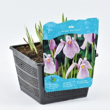 Iris laevigata 'Rose Queen'