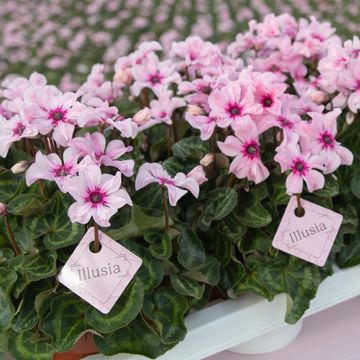 Cyclamen persicum ILLUSIA LIGHT WITH EYE