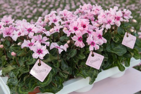 Cyclamen persicum ILLUSIA LIGHT WITH EYE