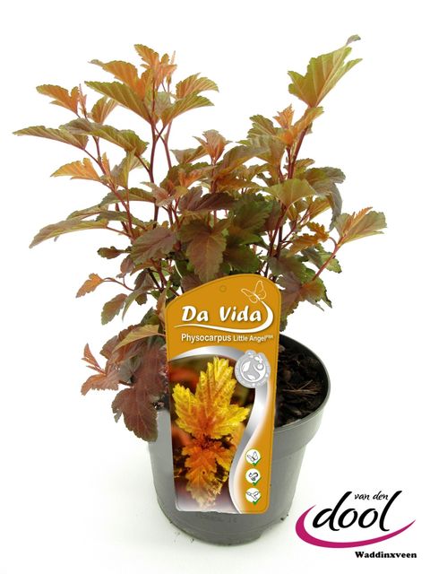 Physocarpus opulifolius LITTLE ANGEL