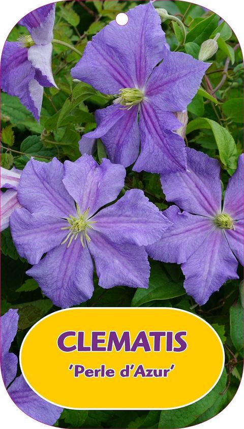 Clematis 'Perle d'Azur' (LL)