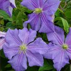 Clematis 'Perle d'Azur' (LL)