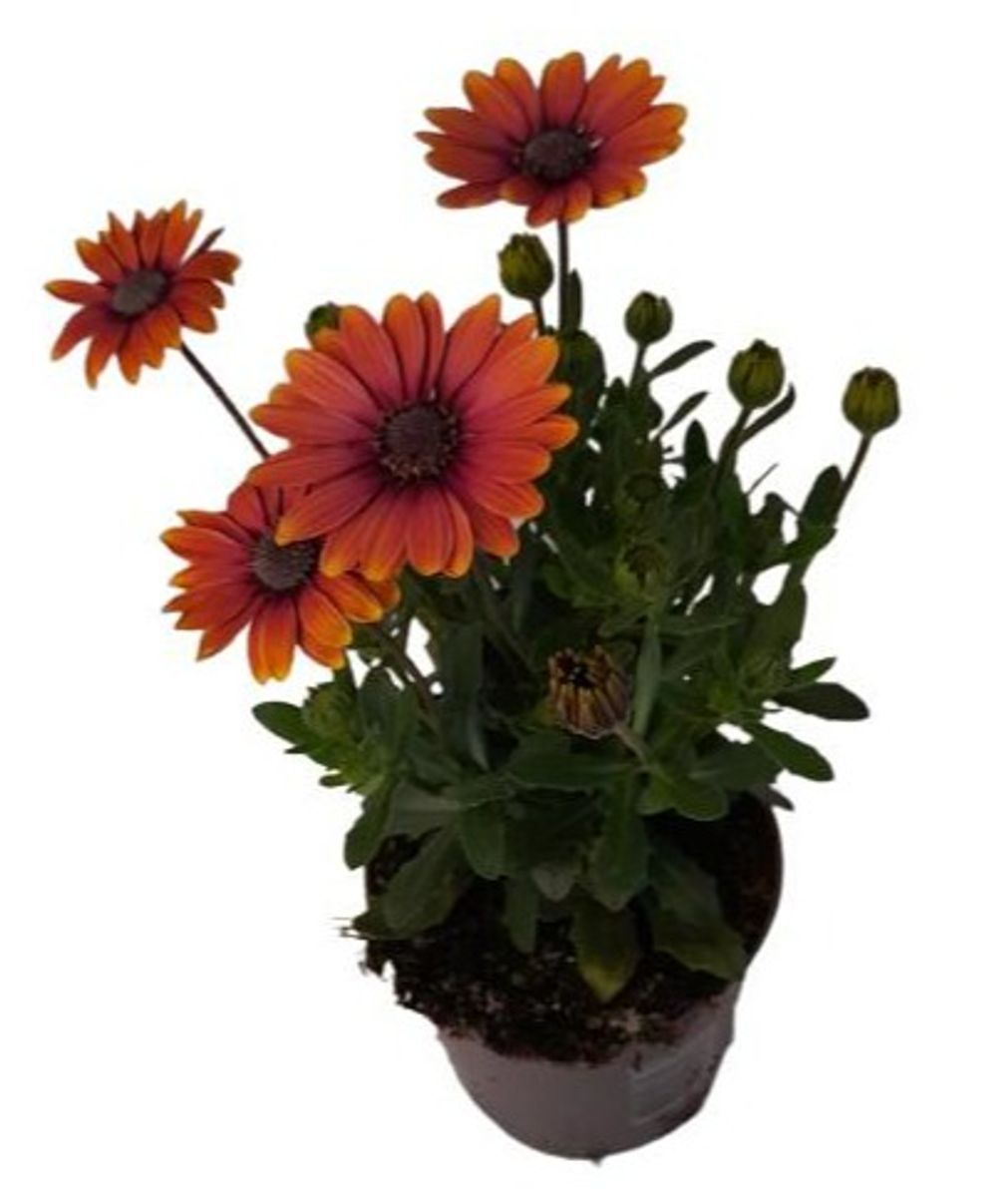 Osteospermum SERENITY PINK EYED BEAUTY — Plant Wholesale FlorAccess