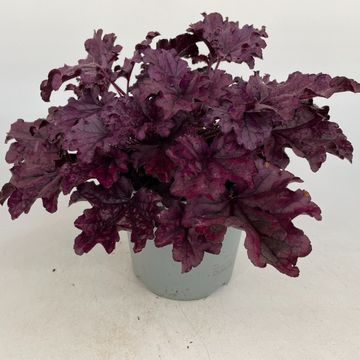 Heuchera 'Forever Purple'