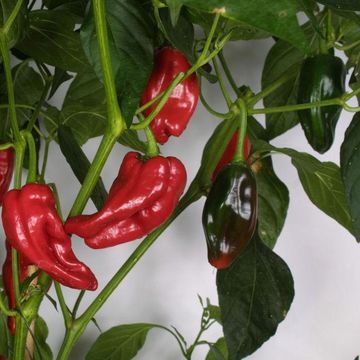 Capsicum annuum 'Padron'