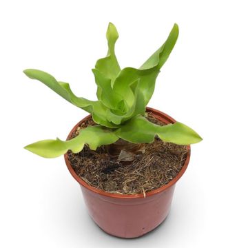 Ledebouria concolor
