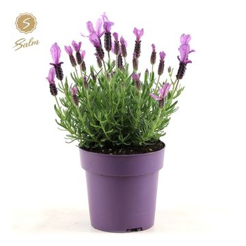 Lavandula stoechas 'Anouk Purple Breeze'