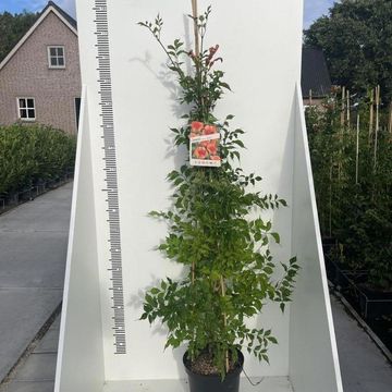 Campsis radicans 'Flamenco'