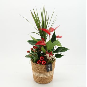 Arrangement Christmas