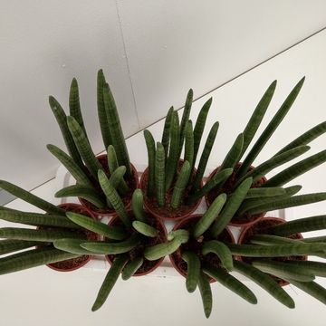 Sansevieria cylindrica 'Straight'