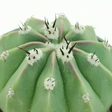 Melocactus maxonii inermis