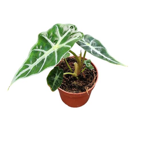 Alocasia 'Mandalay'