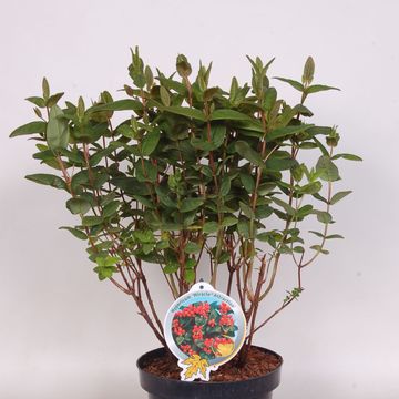 Hypericum MIRACLE ATTRACTION