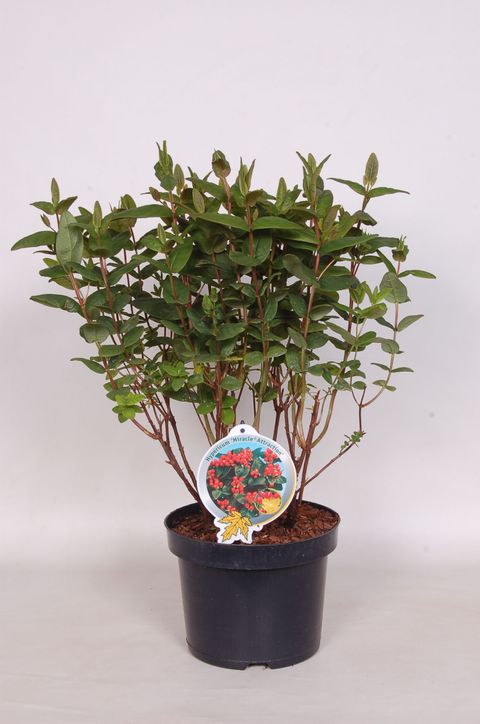 Hypericum MIRACLE ATTRACTION
