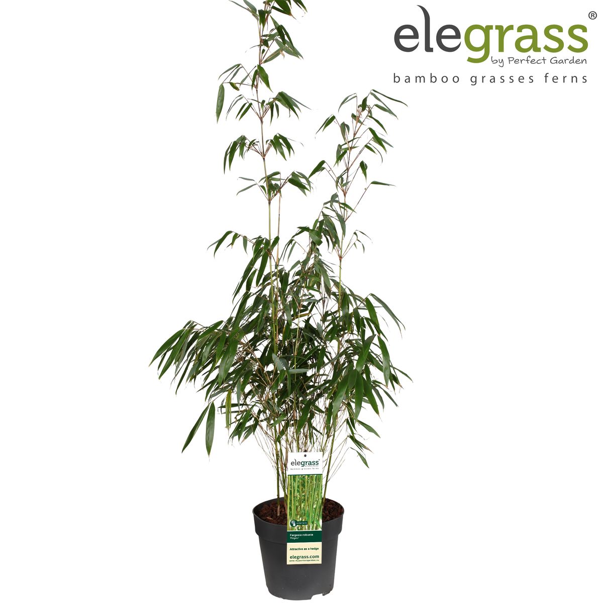 Fargesia robusta 'Pingwu' — Plant Wholesale FlorAccess