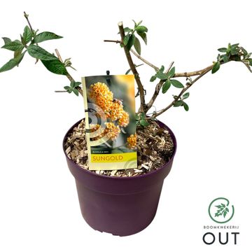 Buddleja x weyeriana 'Sungold'
