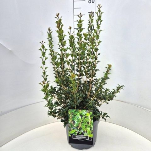 Osmanthus heterophyllus