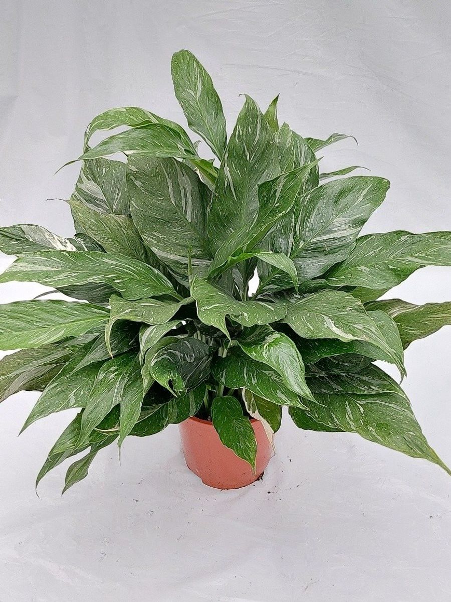 Spathiphyllum DIAMOND — Растения Оптовая FlorAccess