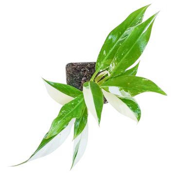 Filodendron 'Imbe Variegata'