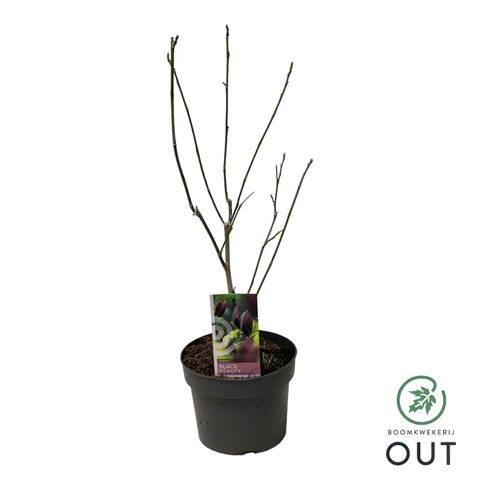 Magnolia 'Black Beauty'