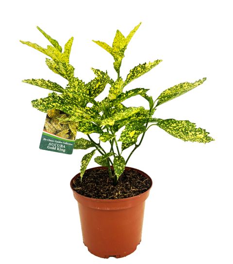 Aucuba japonica 'Golden King'