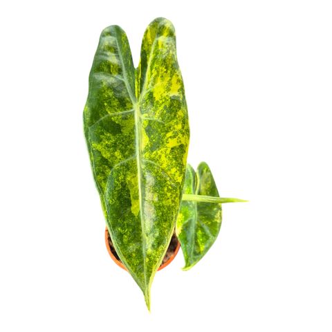 Alocasia longiloba 'Aurea Variegata'
