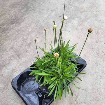 Armeria pseudarmeria BALLERINA MIX