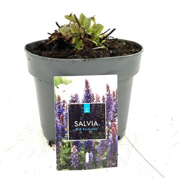 Salvia nemorosa BLUE BOUQUETTA