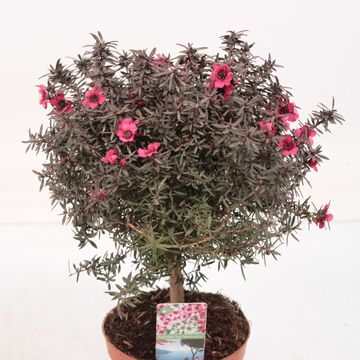 Leptospermum scoparium