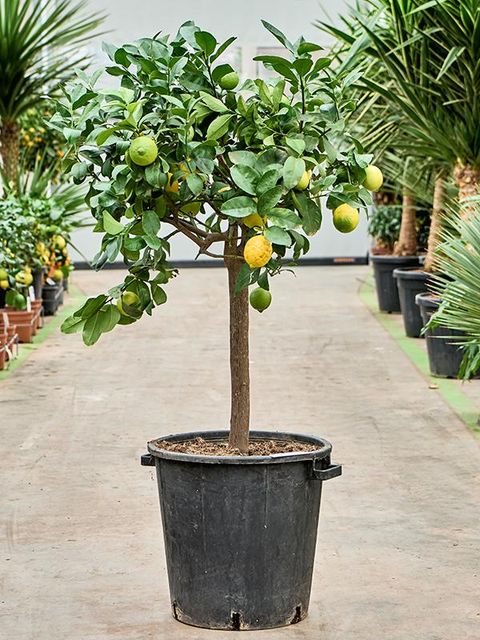 Citrus limon 'Lunario'