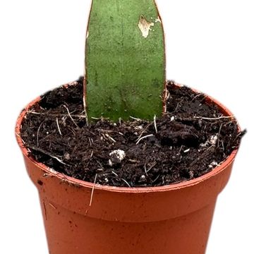 Sansevieria 'Swan Dancer'