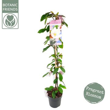 Magnolia FAIRY MAGNOLIA BLUSH