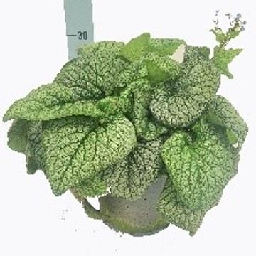 Brunnera macrophylla