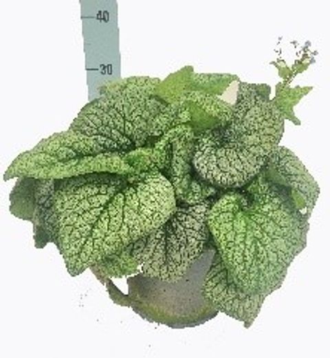 Brunnera macrophylla