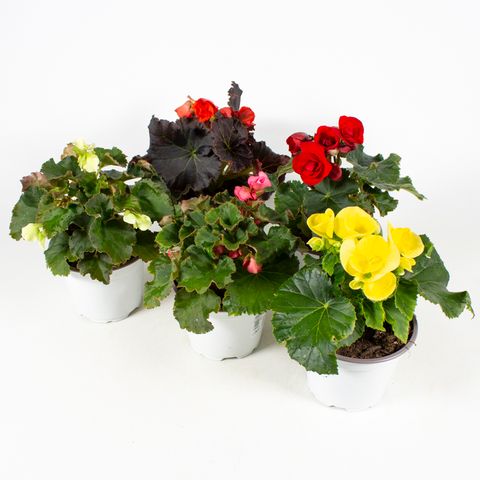 Begonia ELATIOR MIX