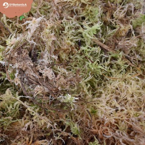 Substrater SPHAGNUM MOSS